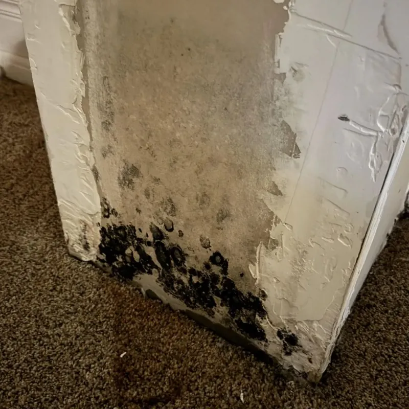 Professional Mold Removal in Jasper County, GA